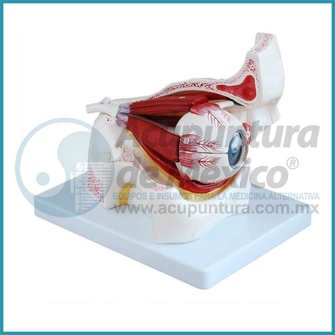 MODELO DE OJO C/NERVIOS Y MUSCULOS 3:1