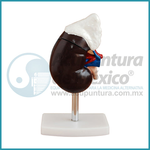 MODELO DE RIÑON (2 PARTES)