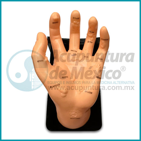 MODELO DE MANO C/ORGANOS, 20 CM