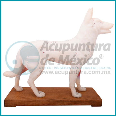 MODELO DE PERRO, 29 CM.