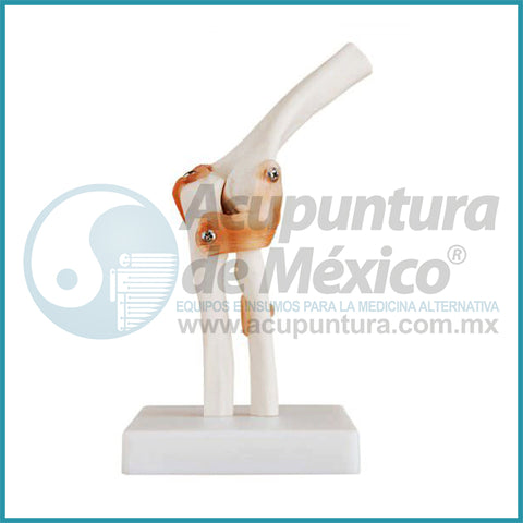 MODELO DE ARTICULACION DE CODO 1:1