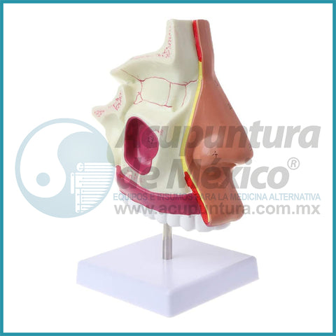 MODELO DE CAVIDAD NASAL 1.5:1